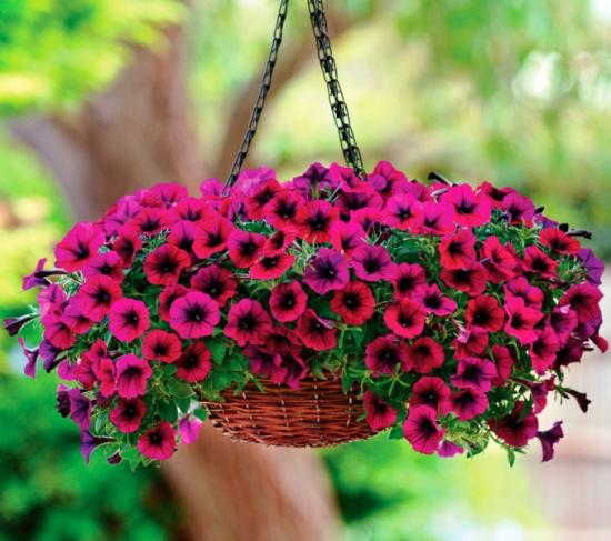 ampeliczna petunia