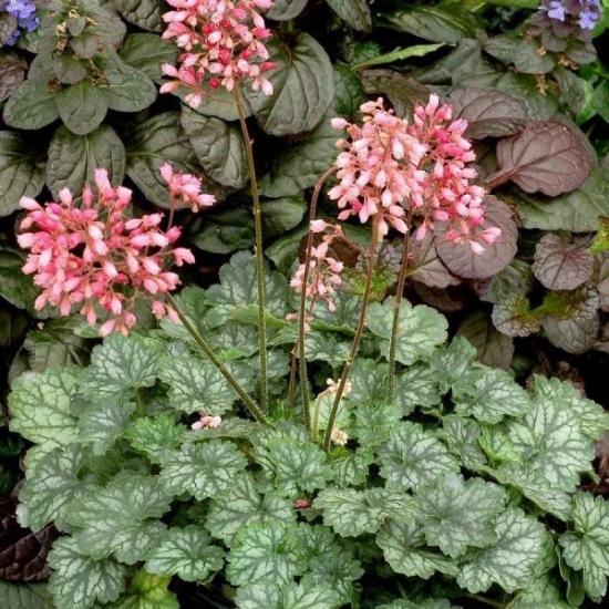 heuchera taim