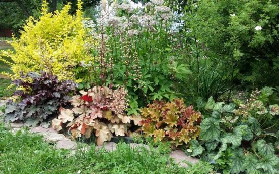 Heuchera maastikukujunduses