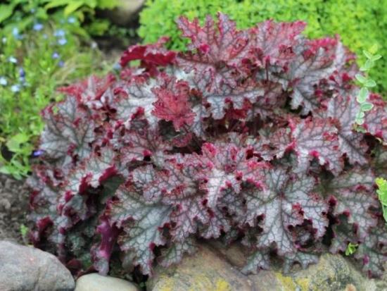 Heuchera sordid