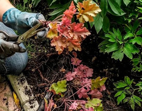 Heuchera paljundamine põõsaste jagamise teel
