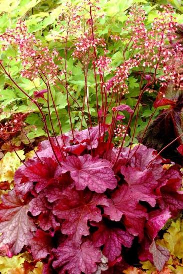 heuchera kasvatamine avamaal