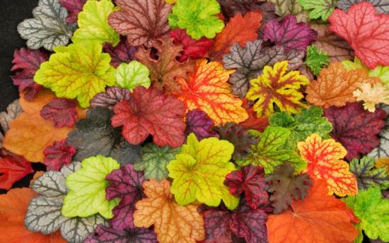 Heuchera sort