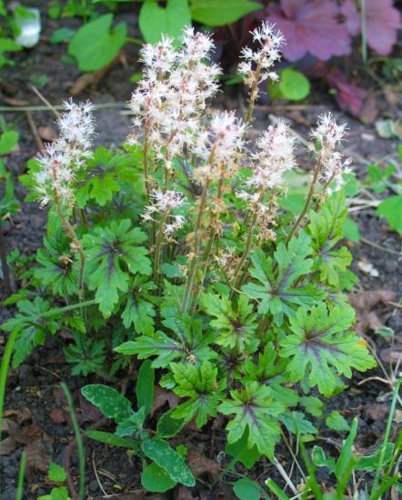 Heuchera on ilus taim
