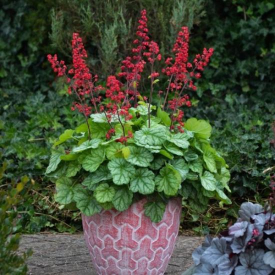 heuchera kasvatamine potis