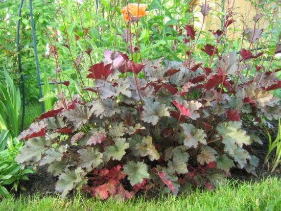 heuchera hooldus