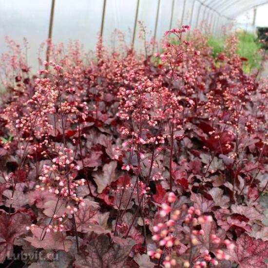 heuchera õitsemine