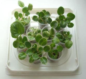 violetse paljunemine