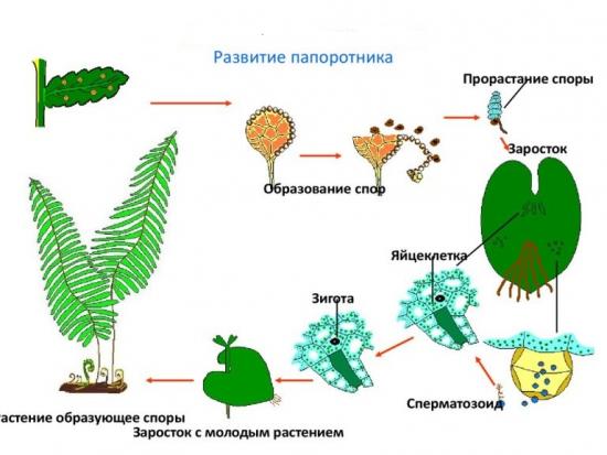 Sõnajalgade paljundamine