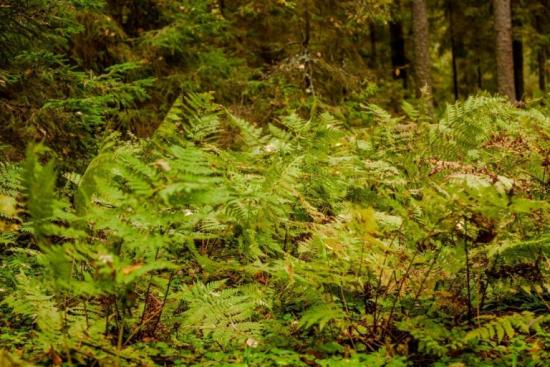 Keskvööndi metsades sõnajalad