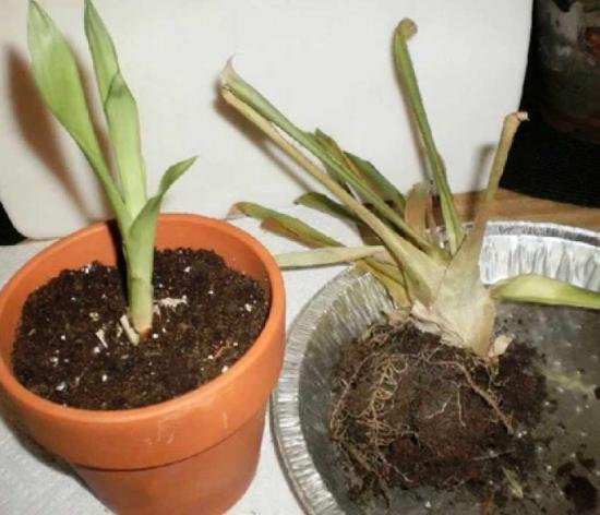 Guzmania beebi siirdamine