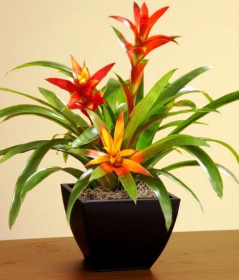 Guzmania pott