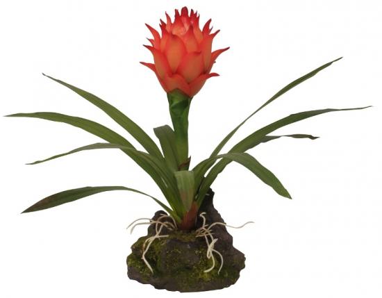 Guzmania lill, kirjeldus ja foto