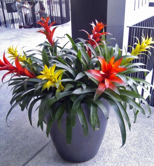 Guzmania maastikukujunduses