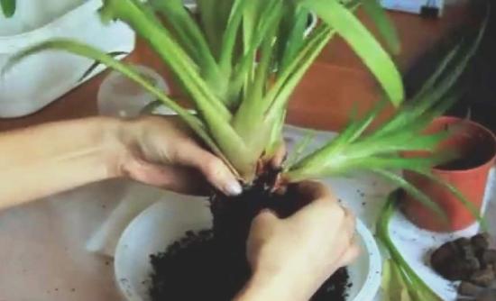 Guzmania siirdamine