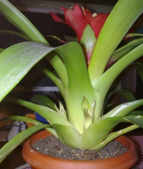 Guzmania viskab võrseid välja