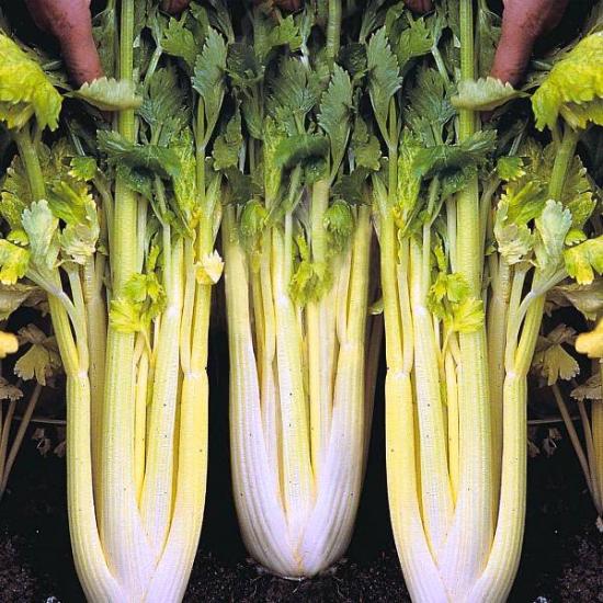 petiole pleegitamine