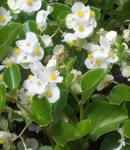 begoonia õitseb alati