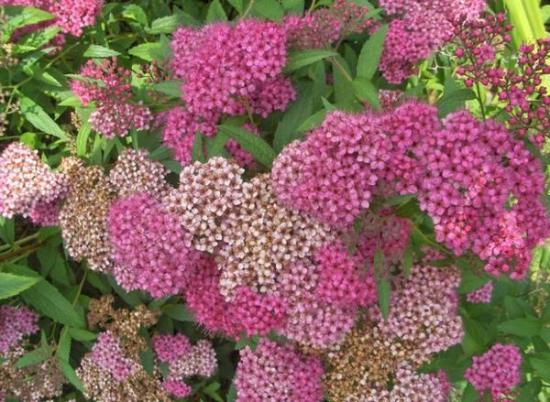 spirea fotol