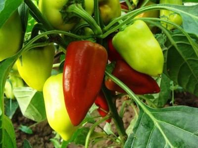 kuidas paprika eest hoolitseda
