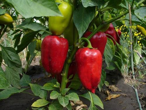 kuidas paprika eest hoolitseda