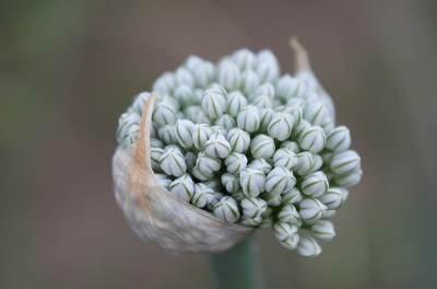 sibullillepea