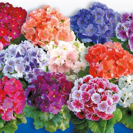 priimula