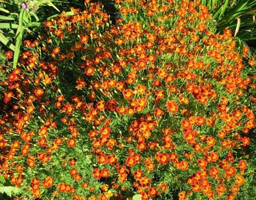 Marigold