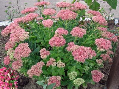 Sedum silmapaistev
