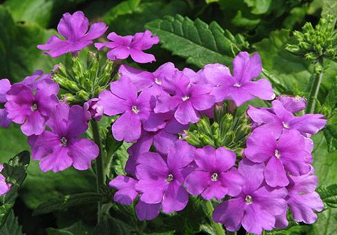 Hybrid Verbena