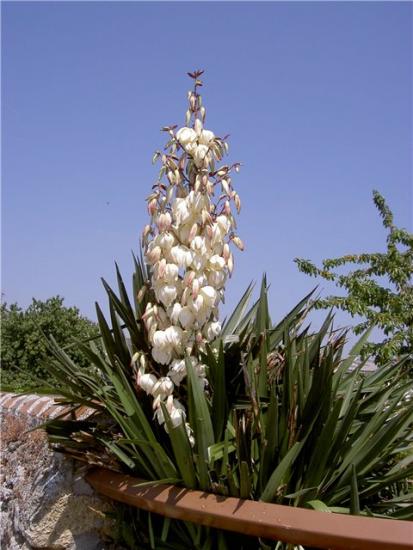 Yucca aed