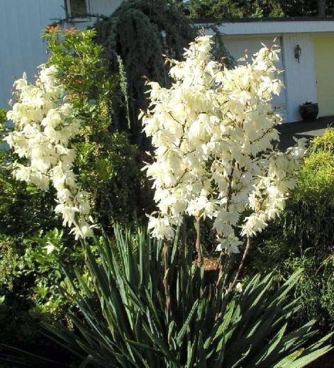 Yucca taim