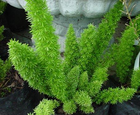 Spargel