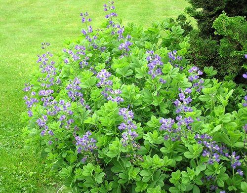 Baptisia