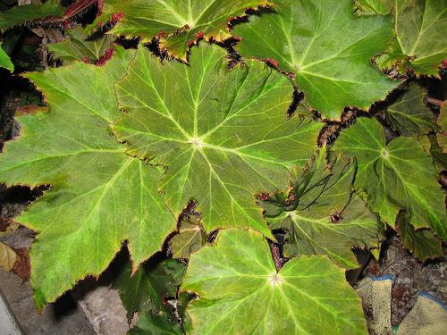 Begoonia