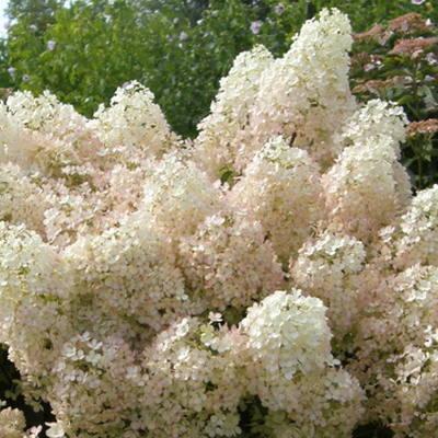 Hortensia
