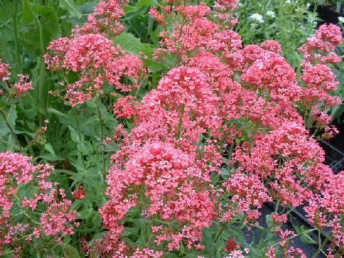 Kentranthus