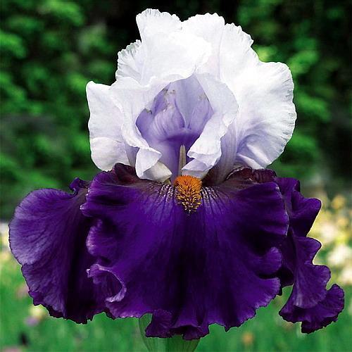 Iris