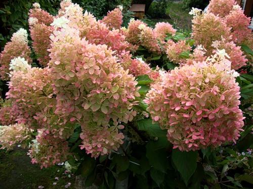 Hortensia fantoom