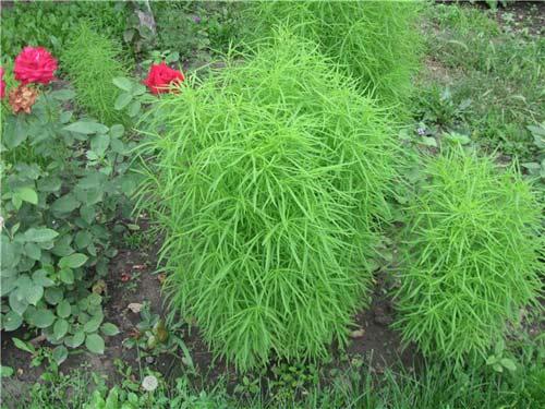 Kochia