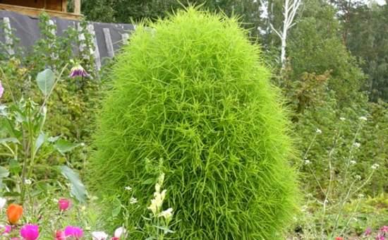Bush