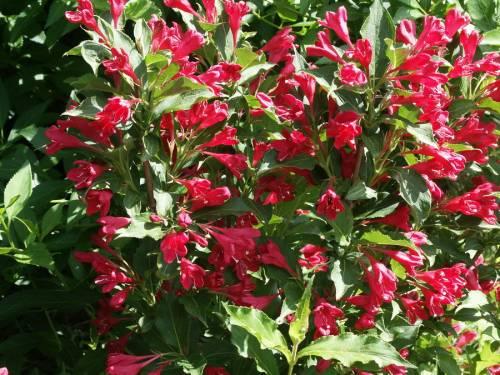 Weigela hybrida