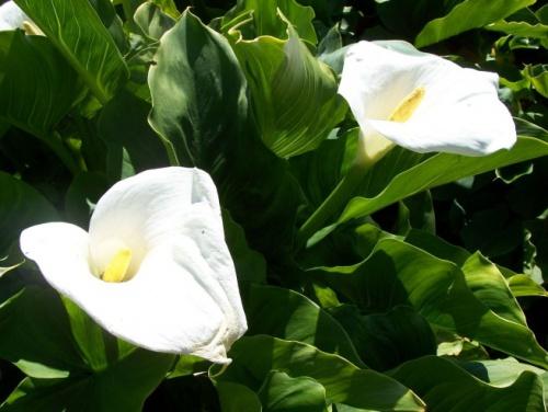 Calla liiliad