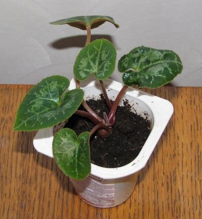 Cyclamen