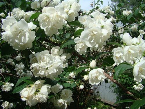 Bush