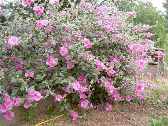 Lavatera lilled