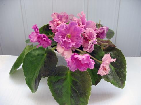 violetne