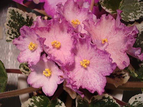 violetne