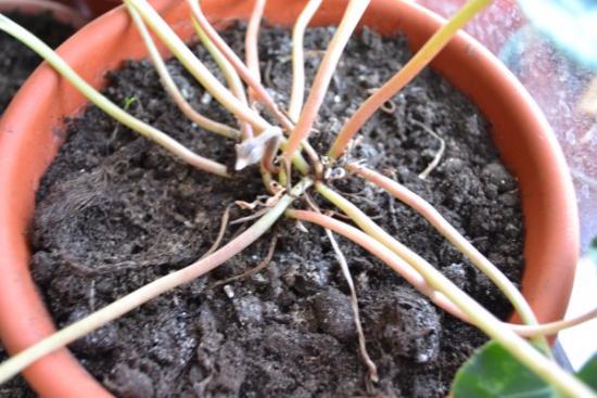 Cyclamen