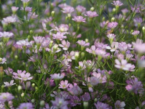Gypsophila